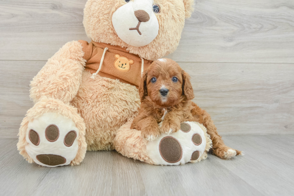 Energetic Cavoodle Poodle Mix Puppy