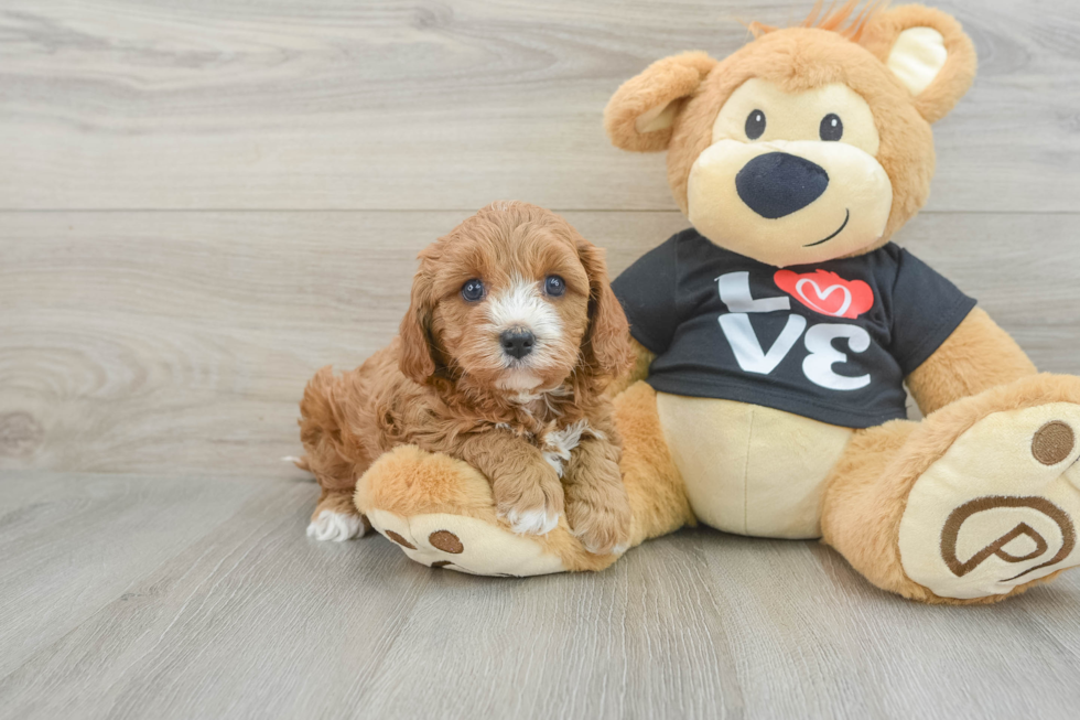 Cavapoo Puppy for Adoption