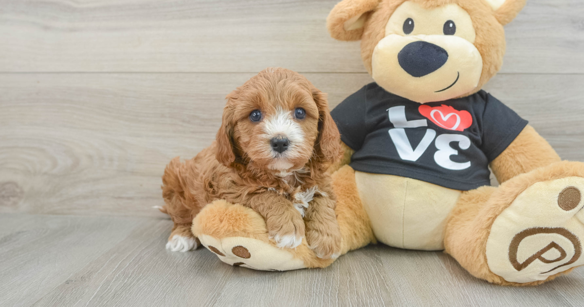 Playful Cavapoo Yoga: 6lb 2oz Doodle Puppy