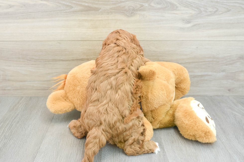 Cavapoo Puppy for Adoption