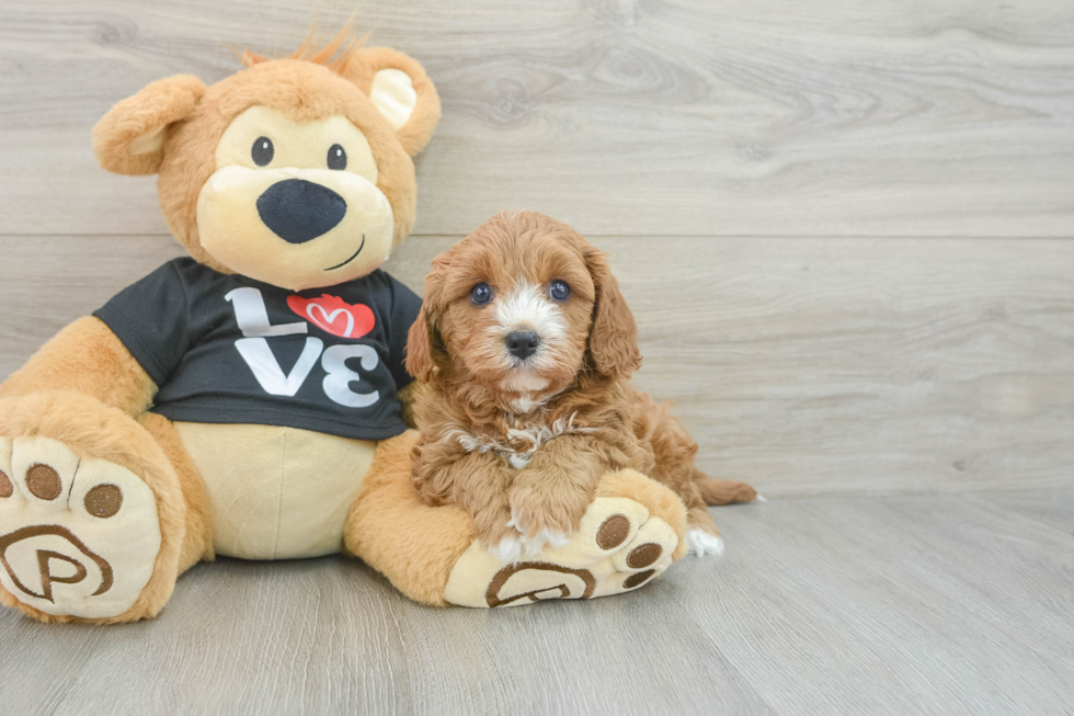 Cavapoo Puppy for Adoption