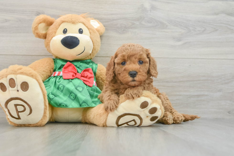 Energetic Cavoodle Poodle Mix Puppy