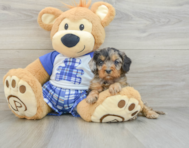 8 week old Cavapoo Puppy For Sale - Premier Pups