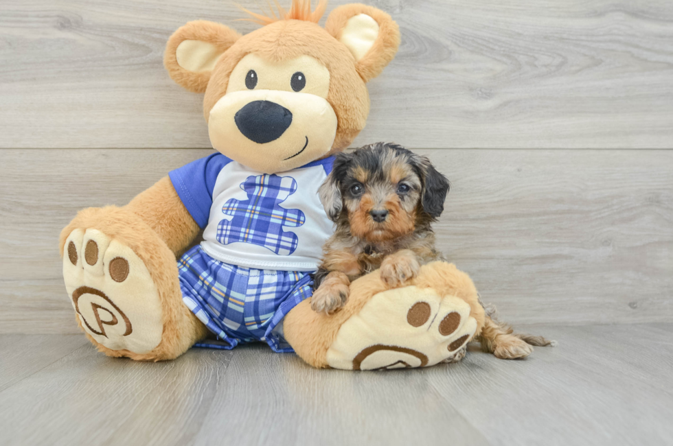 6 week old Cavapoo Puppy For Sale - Premier Pups