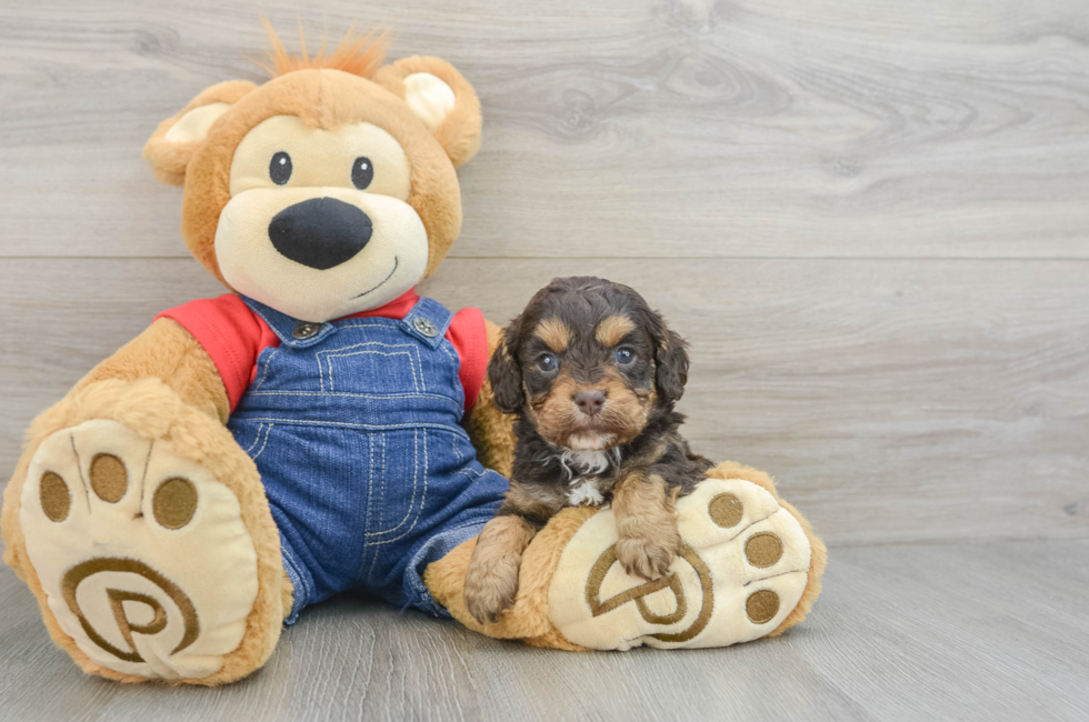 5 week old Cavapoo Puppy For Sale - Premier Pups