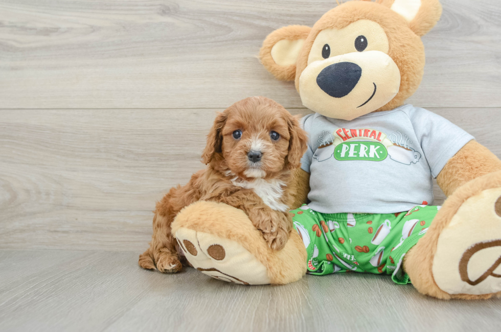 6 week old Cavapoo Puppy For Sale - Premier Pups