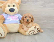 8 week old Cavapoo Puppy For Sale - Premier Pups