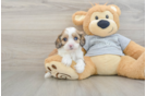 Little Cavipoo Poodle Mix Puppy
