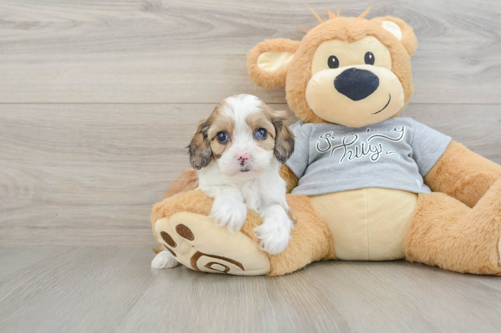 Little Cavipoo Poodle Mix Puppy