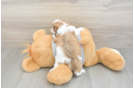 Sweet Cavapoo Baby
