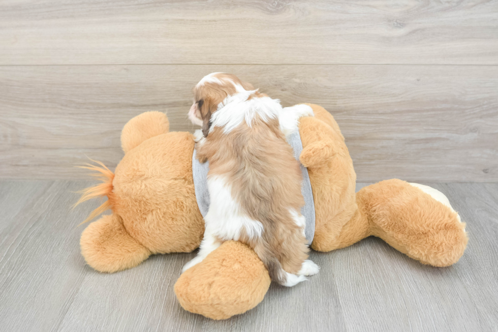 Sweet Cavapoo Baby