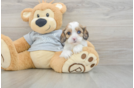 Cavapoo Puppy for Adoption