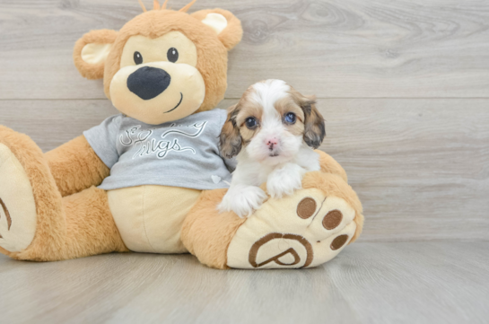 Cavapoo Puppy for Adoption