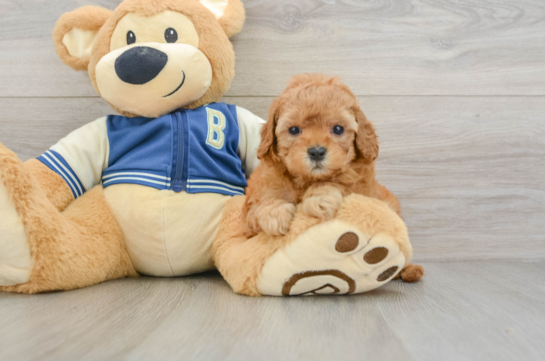 Cavapoo Puppy for Adoption