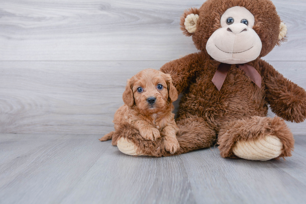 Best Cavapoo Baby