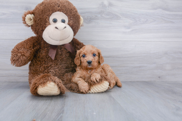 Sweet Cavapoo Baby