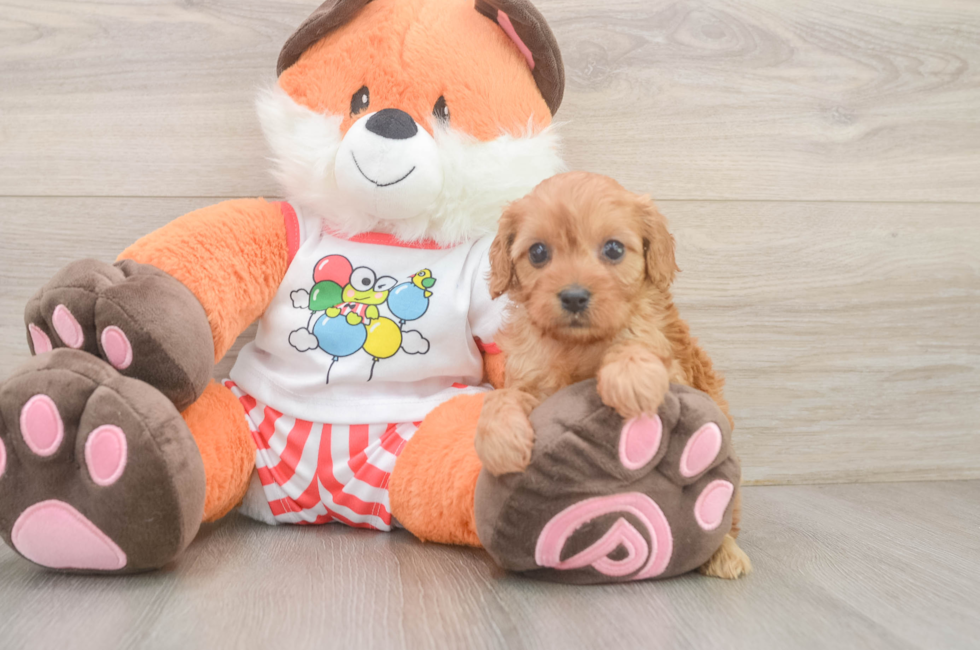 6 week old Cavapoo Puppy For Sale - Premier Pups