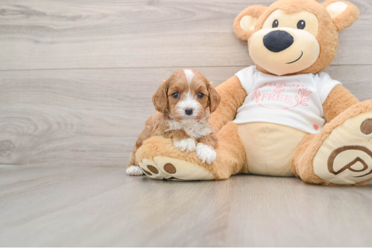 Playful Cavapoodle Poodle Mix Puppy