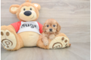 Adorable Cavalier King Charles Spaniel and Poodle Mix Poodle Mix Puppy