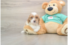 Petite Cavapoo Poodle Mix Pup