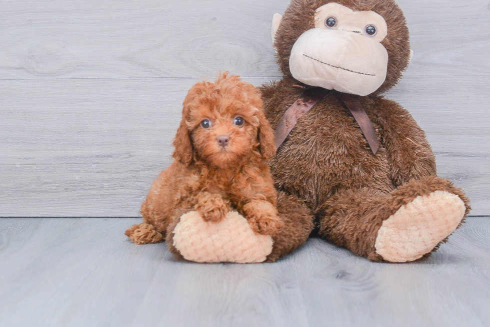 Fluffy Cavapoo Poodle Mix Pup