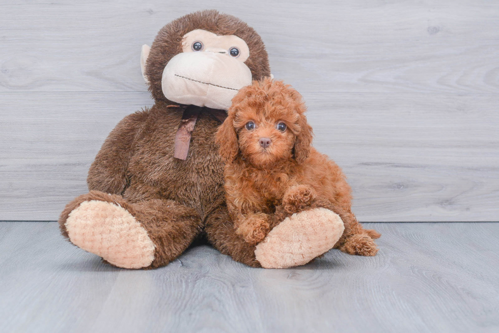 Best Cavapoo Baby