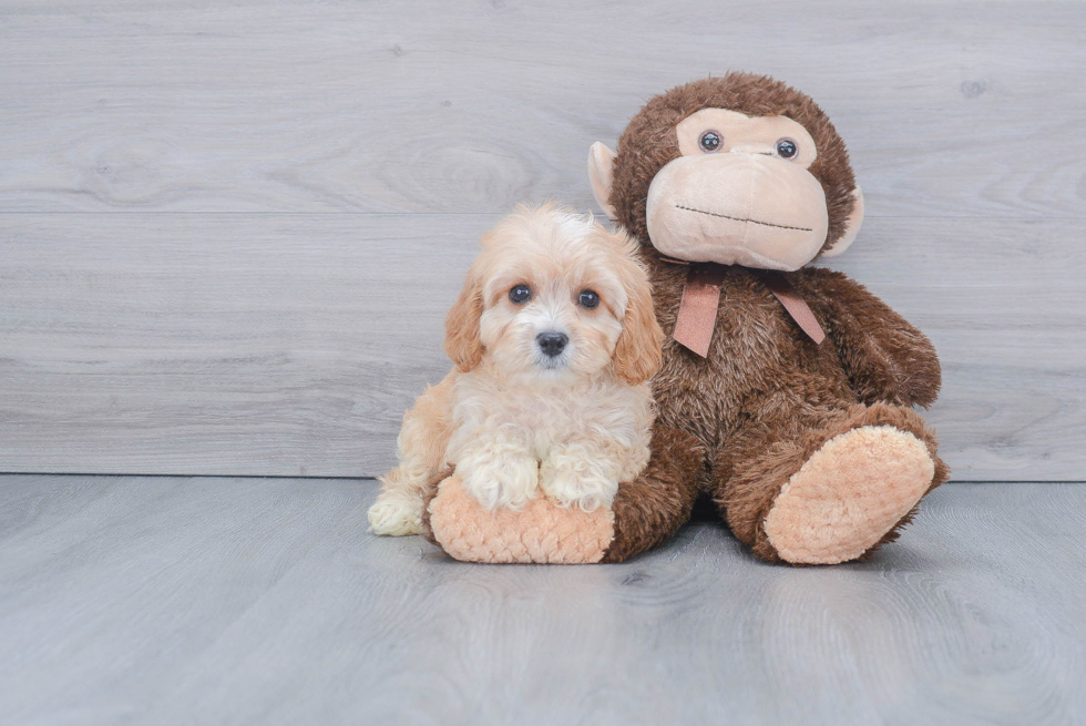 Friendly Maltipoo Baby