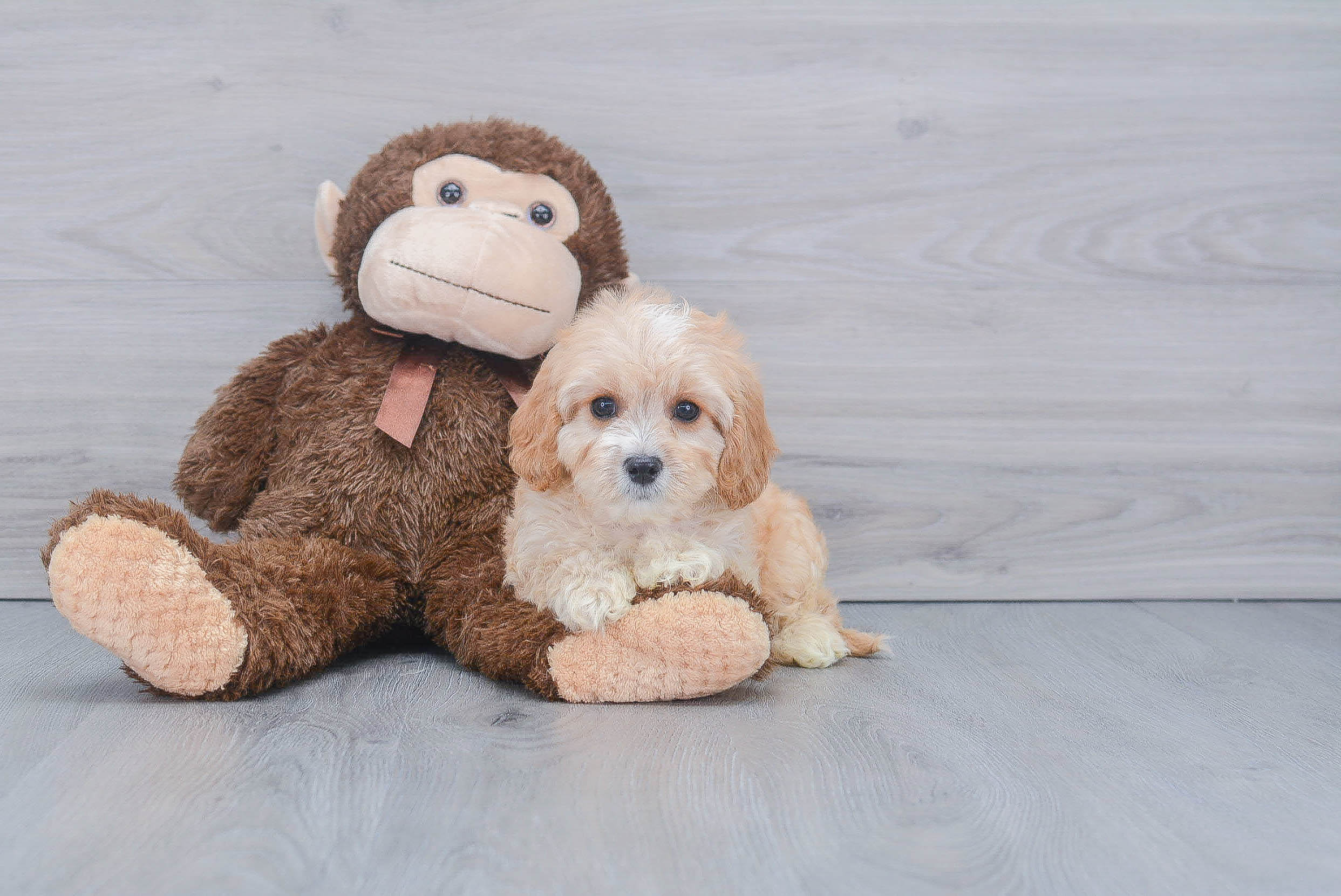 Best Maltipoo Baby