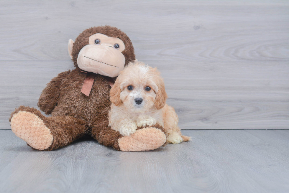 Best Maltipoo Baby