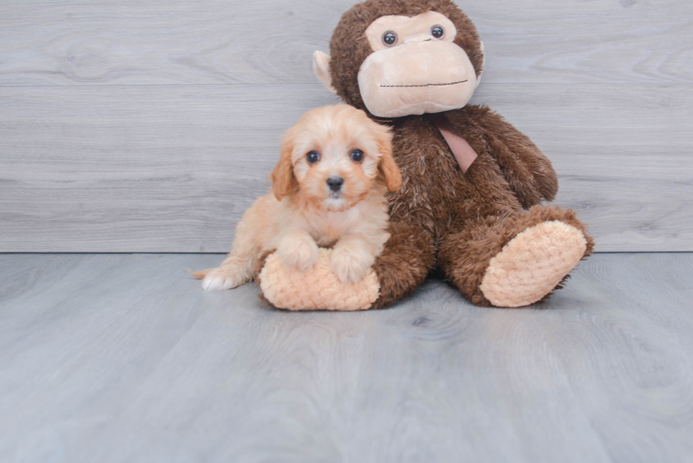 Best Cavapoo Baby