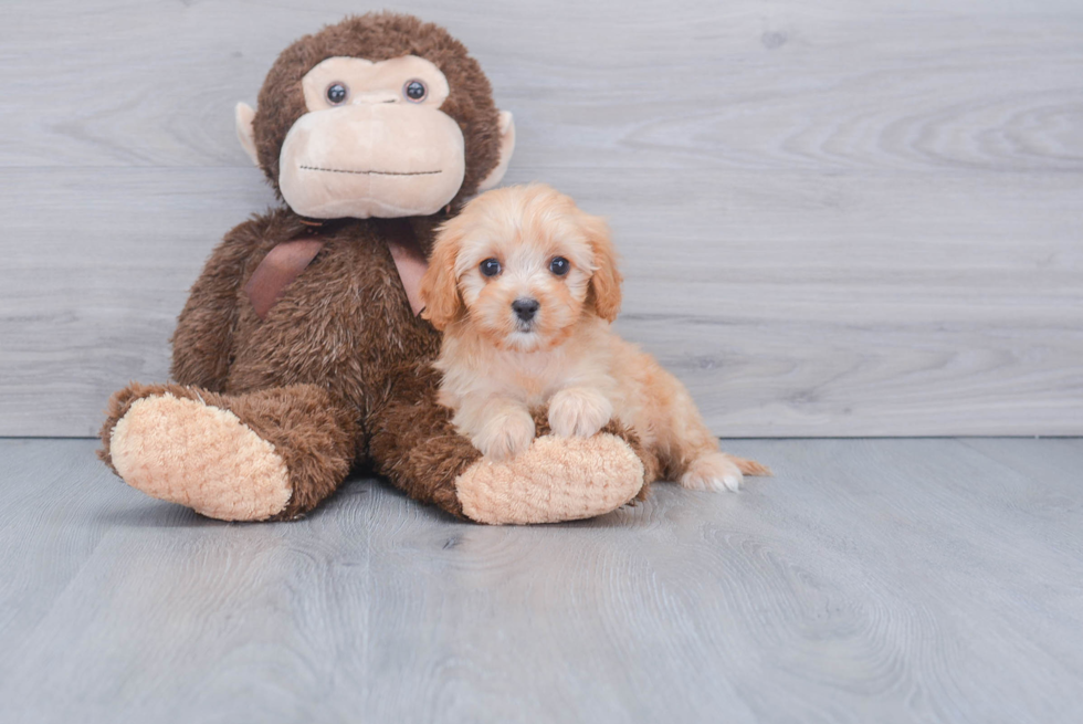 Cavapoo Puppy for Adoption