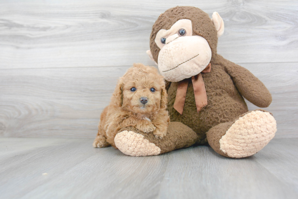 Fluffy Cavapoo Poodle Mix Pup