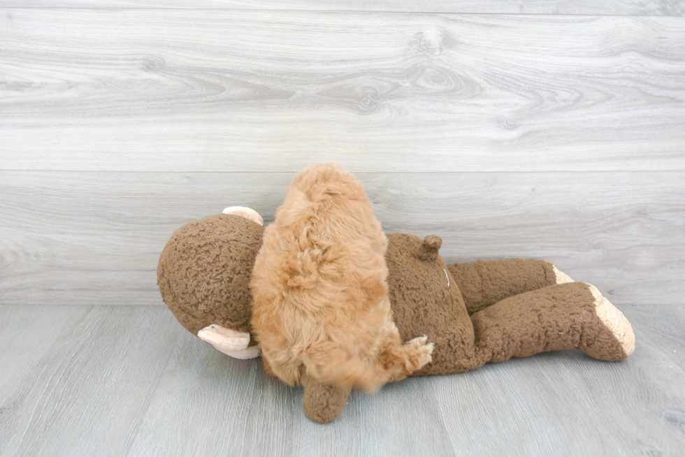 Petite Cavapoo Poodle Mix Pup