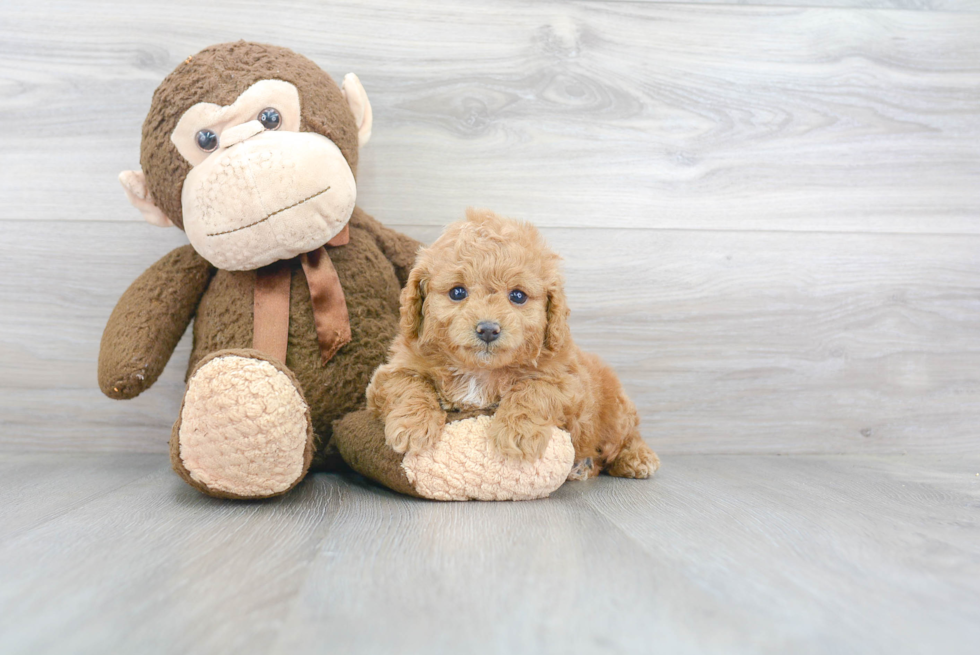 Cavapoo Puppy for Adoption