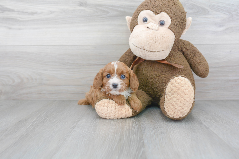 Energetic Cavoodle Poodle Mix Puppy