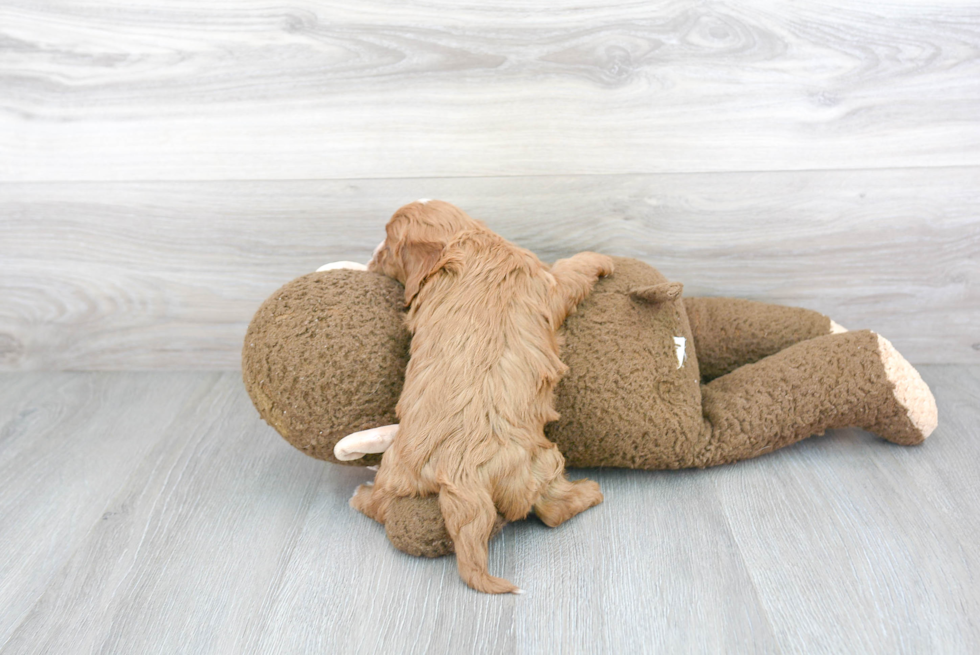 Funny Cavapoo Poodle Mix Pup