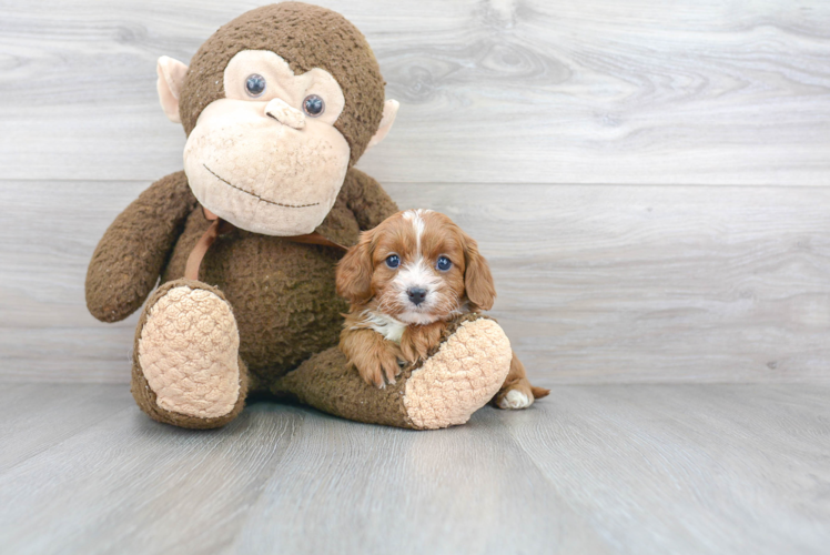 Best Cavapoo Baby