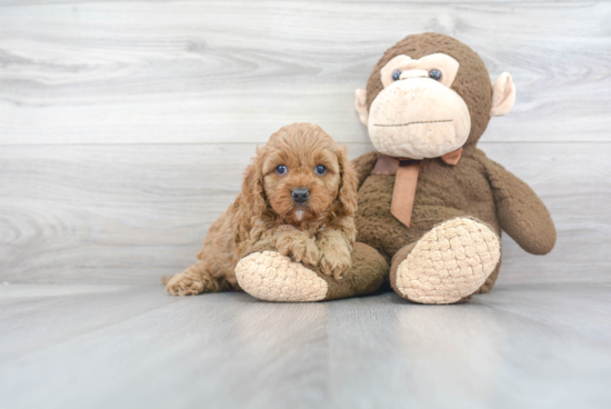 Playful Cavoodle Poodle Mix Puppy