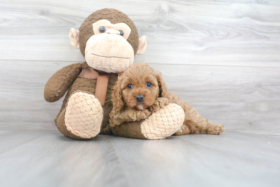 Petite Cavapoo Poodle Mix Pup