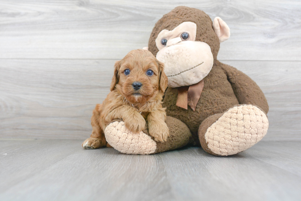 Adorable Cavoodle Poodle Mix Puppy