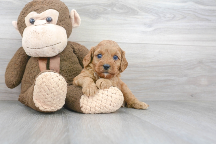 Energetic Cavoodle Poodle Mix Puppy