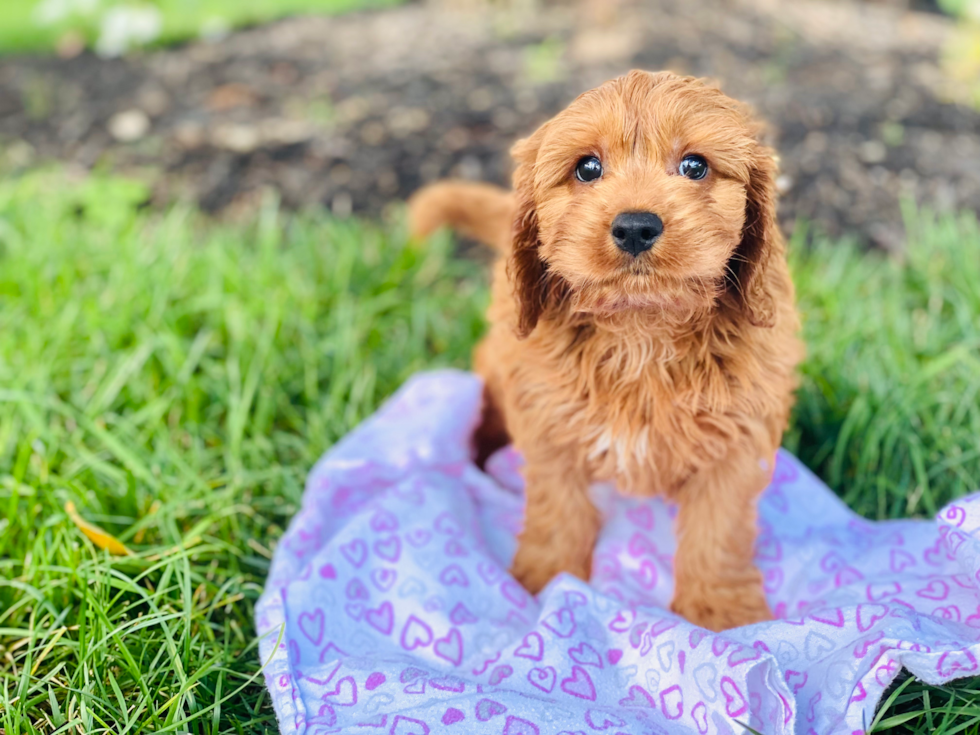 Cavapoo Puppy for Adoption