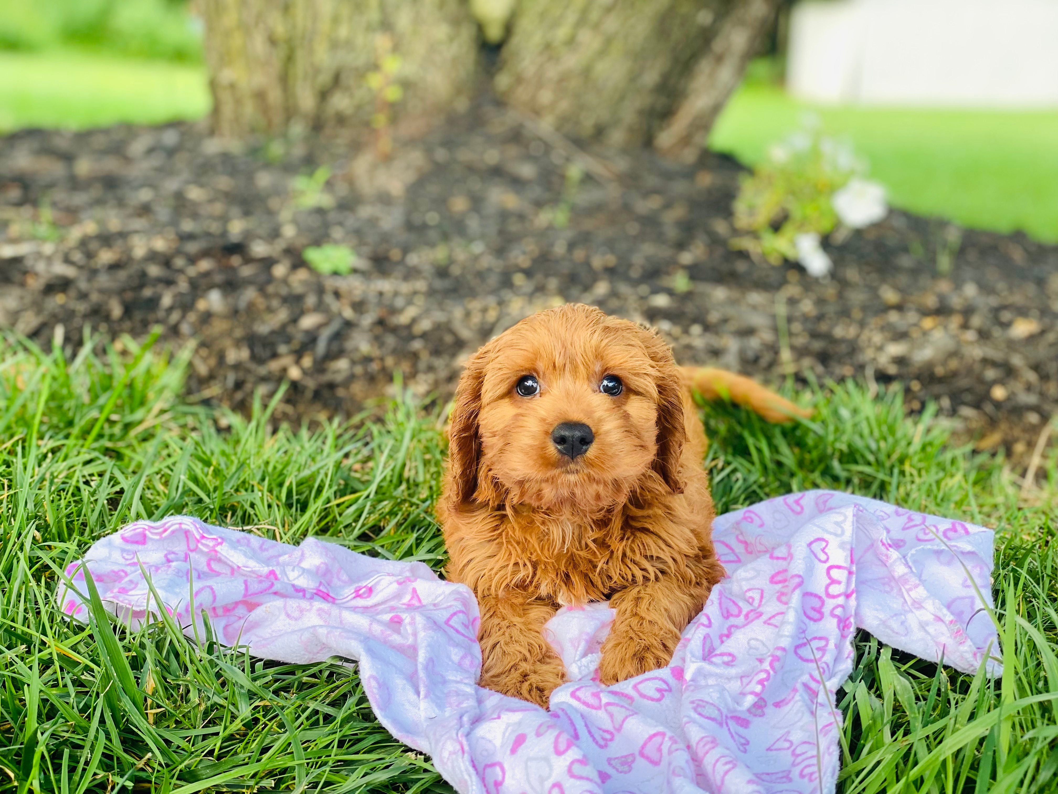Cavapoo Pup Being Cute