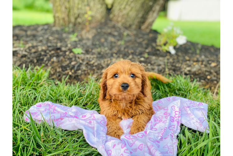 Cavapoo Pup Being Cute