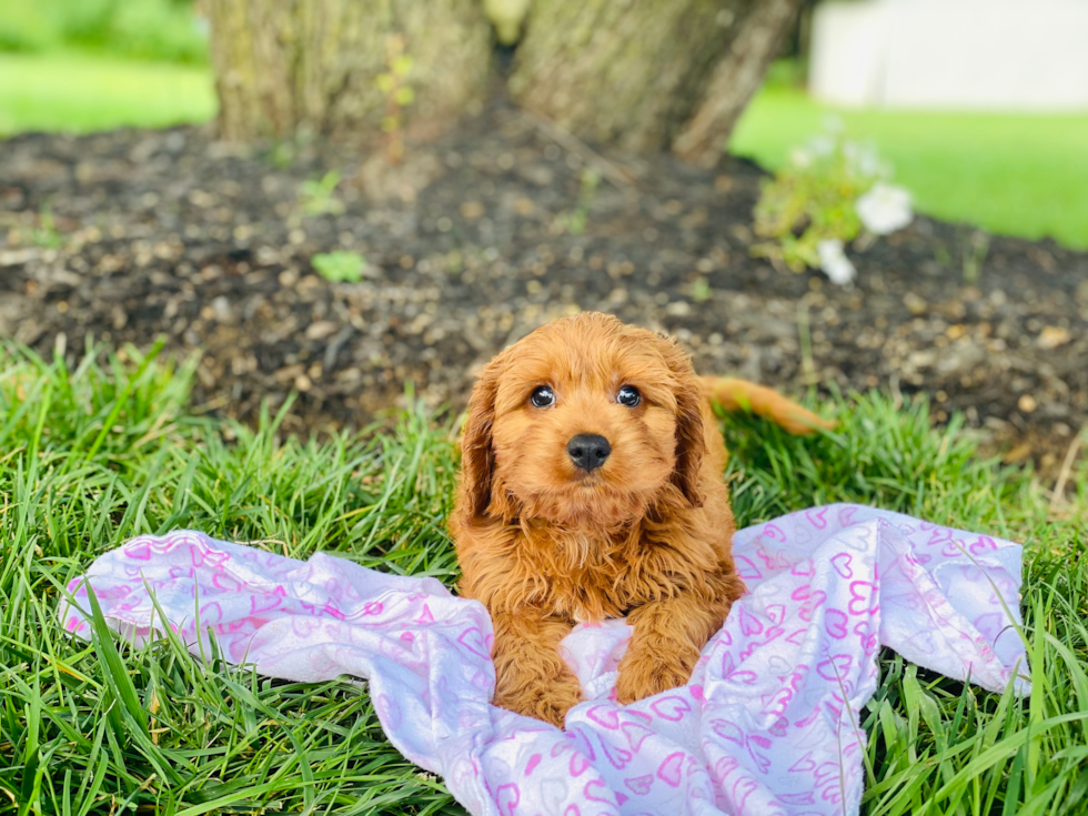 Cavapoo Pup Being Cute