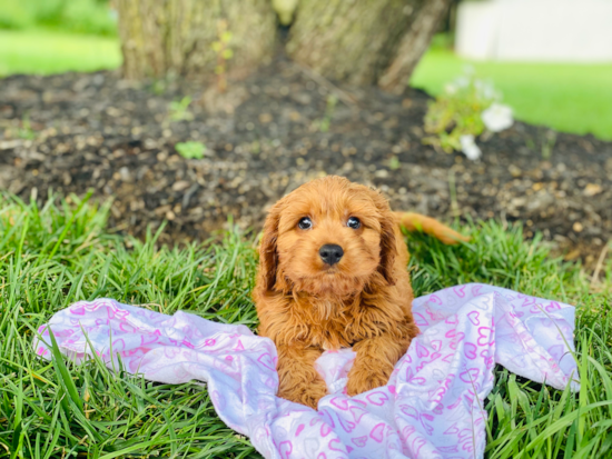 Cavapoo Pup Being Cute