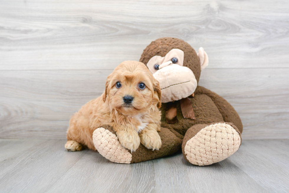 Hypoallergenic Cavoodle Poodle Mix Puppy