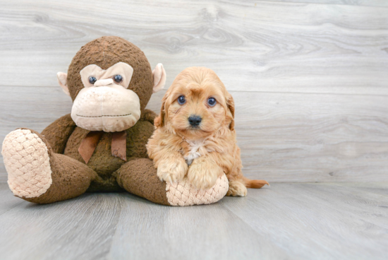 Cavapoo Puppy for Adoption