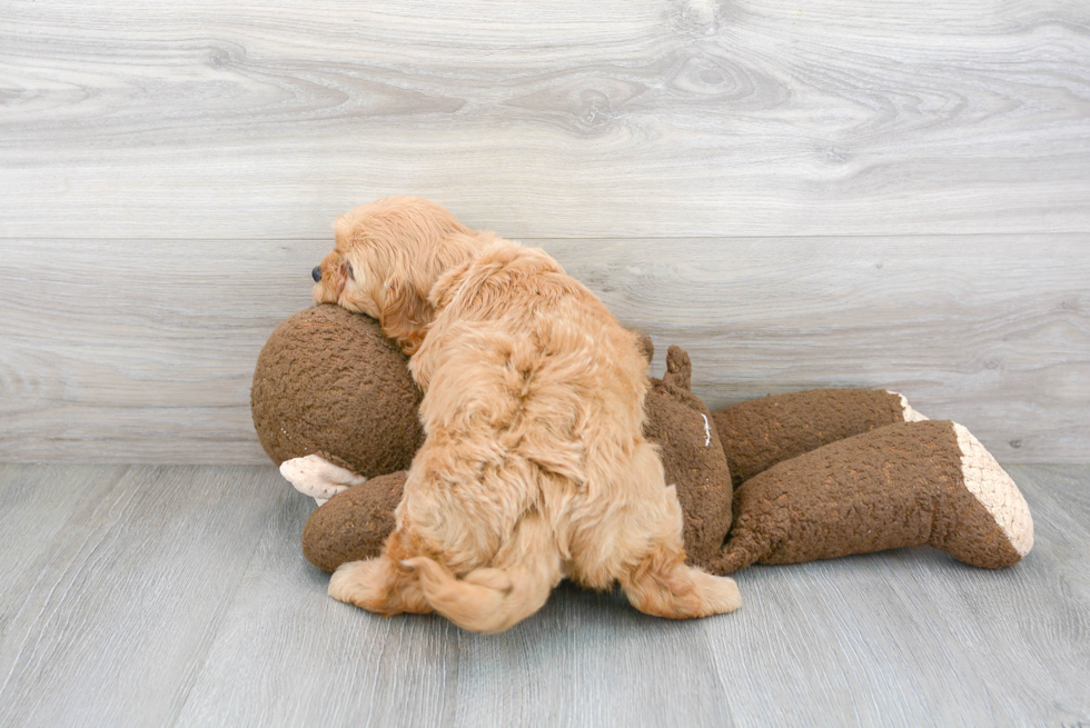 Small Cavapoo Baby