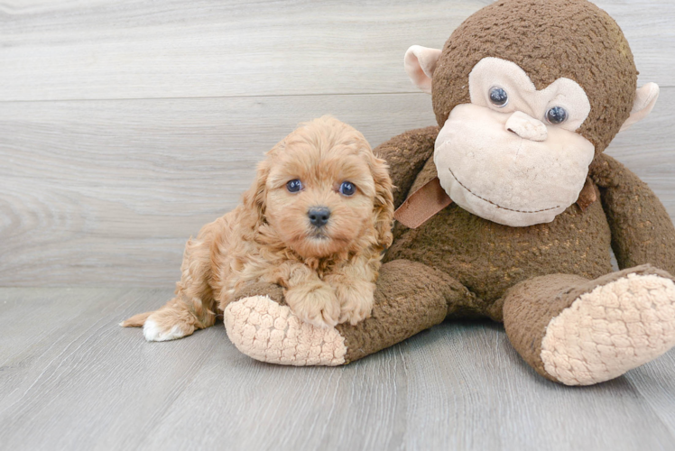 Adorable Cavoodle Poodle Mix Puppy